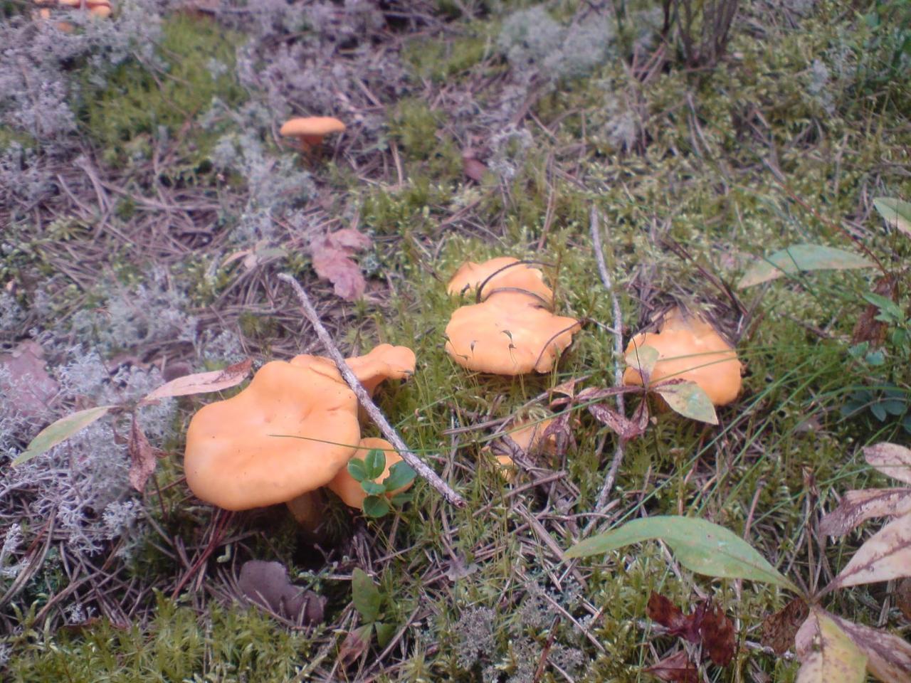 Hyttingsfabodstugor Borlänge Buitenkant foto