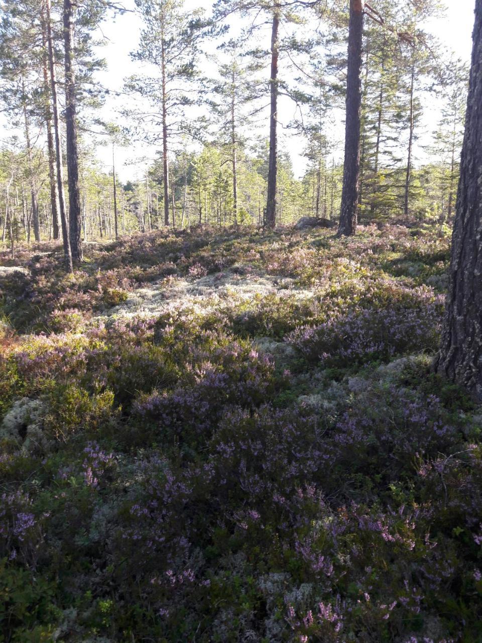 Hyttingsfabodstugor Borlänge Buitenkant foto